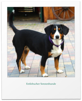 Entlebucher Sennenhunde