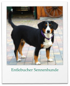 Entlebucher Sennenhunde