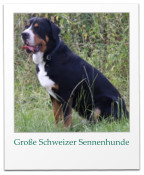 Große Schweizer Sennenhunde