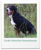 Groe Schweizer Sennenhunde