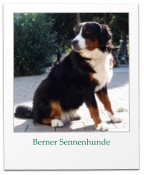 Berner Sennenhunde